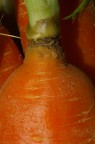 Carota Carota