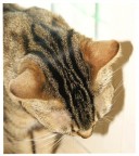 Striature Perfette Striature Perfette