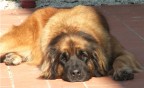 vita da cani vita da cani