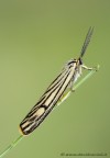 Coscinia striata. Arctidae Coscinia striata. Arctidae