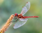 Sympetrum sanguineum Sympetrum sanguineum