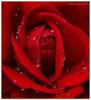 Profondo rosso Profondo rosso