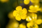 Macro primaverile Macro primaverile