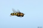 Piccolo Syrphidae in volo Piccolo Syrphidae in volo