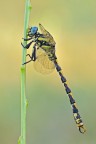 Onychogomphus uncatus Onychogomphus uncatus
