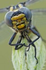 Onychogomphus uncatus Onychogomphus uncatus