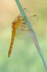 Crocothemis erythraea Crocothemis erythraea