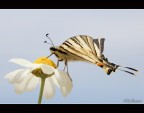Farfalla indigena su una margherita