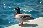 Che fai mi guardi....? Che fai mi guardi....?