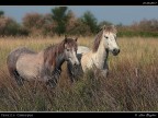 Camargue # 7 Camargue # 7
