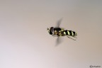 Syrphidae in volo-sfondo diverso Syrphidae in volo-sfondo diverso