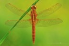 Crocothemis erythraea (maschio immaturo) Crocothemis erythraea (maschio immaturo)