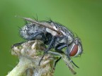 the fly the fly