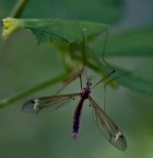 mai mollare la presa mai mollare la presa