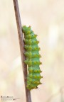 Bello cicciottello