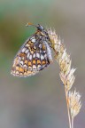 Melitaea