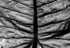 S. G. - ...Foglia S. G. - ...Foglia