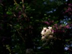 Fiore Fiore