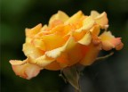 rosa gialla rosa gialla