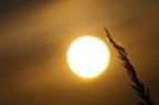 Solitudine dorata