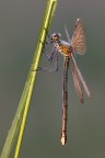 ...Calopteryx Virgo Merdionalis....