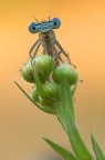 Frontale di Platycnemis pennipes maschio Frontale di Platycnemis pennipes maschio