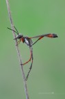 Ammophila procera Ammophila procera