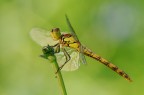 libellula libellula