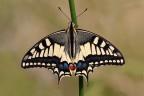 F16
1/30
ISO 100

-Papilio Machaon femmina-

Scatto di questa mattina, incontrarla  sempre un piacere ed emozionante, anche questa volta, come l'anno scorso, nel fotografarla l'adrenalina andava a 1000.

[url=http://i1128.photobucket.com/albums/m500/hawkeye691/_MG_7246-1800-per-il-web.jpg][b]Clicca qui per la versione ad alta risoluzione![/b][/url]