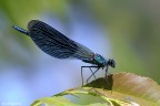 Calopteryx splendens Calopteryx splendens