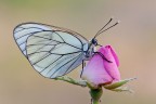 Su una Rosa canina Su una Rosa canina