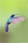 Mister Colibrė: il re del volo acrobatico Mister Colibrė: il re del volo acrobatico