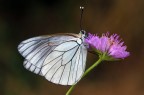 Divrebbe essere una femmina visto il colore delle nervature alari.
Per vederla in HD http://img98.imageshack.us/img98/807/img06191600.jpg
Canon 7D - 100 macro USM - ISO 200 1/16 f9

Ciao a tutti