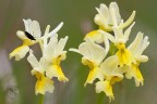 Orchis pauciflora