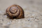 Chiocciola Chiocciola