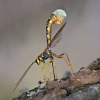 Megarhyssa sp. Megarhyssa sp.