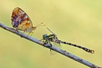 Brenthis daphne & Onychogomphus uncatus Brenthis daphne & Onychogomphus uncatus