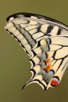 F13
1/13
ISO 100

-particolare ala di Papilio Machaon-

[url=http://i1128.photobucket.com/albums/m500/hawkeye691/_MG_7219-1-2000-per-il-web.jpg][b]Clicca qui per la versione ad alta risoluzione![/b][/url]