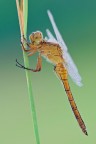 Orthetrum coerulescens Orthetrum coerulescens