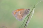 Coenonympha pamphilus Coenonympha pamphilus