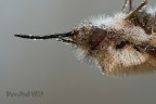 Bombylius major Bombylius major