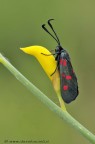 ZYGAENA PUNCTUM ZYGAENA PUNCTUM