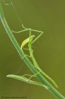 f 18 t 0/076 iso 400
scatto remoto cavalletto plam pannellini ecc.

NIKON D90 SIGMA150 MACRO
VISIONE HD
http://img560.imageshack.us/img560/7250/insettosteccohd.jpg
scatto del 02/06/2011
in compagnia di : Daniele rossi
: Enrico Brini
: Giuseppe Marchi

www.davidcacioli.it