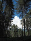 Giganti della Natura