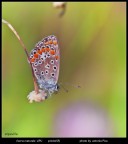 farfallina farfallina