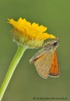 thymelicus sylvestris thymelicus sylvestris