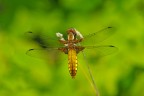libellula fulva libellula fulva