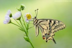 Papilio Machaon Papilio Machaon