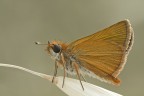Hesperidae Hesperidae