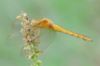 Orthetrum coerulescens